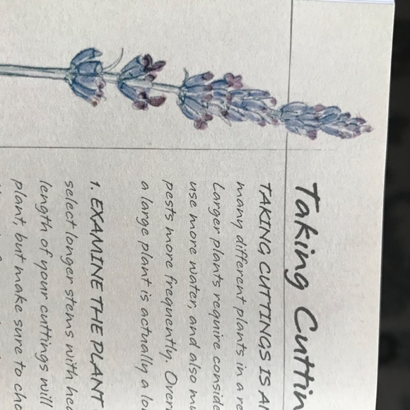 A beautiful book all about planting bulb. - Picture 5 of 6